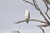 White-bellied Sea-eagle, Triabunna, Tasmania, Australia, February 2006 - click for larger image