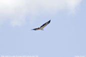 White-bellied Sea-eagle, Bermagui NSW, Australia, April 2006 - click for larger image