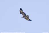 White-bellied Sea-eagle, Bermagui NSW, Australia, April 2006 - click for larger image