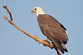White-bellied Sea-eagle, Kakadu, Northern Territory, Australia, October 2013 - click for larger image