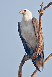 White-bellied Sea-eagle, Kakadu, Northern Territory, Australia, October 2013 - click for larger image