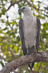 White-bellied Sea-eagle, Kakadu, Northern Territory, Australia, October 2013 - click for larger image