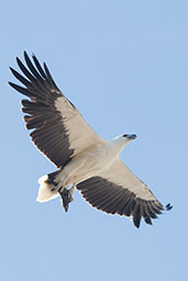 White-bellied Sea-eagle, Cheynes Beach, Western Australia, October 2013 - click for larger image