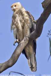 Whistling Kite, Mildura, Victoria, Australia, February 2006 - click for larger image