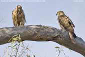 Whistling Kite, Mildura, Victoria, Australia, February 2006 - click for larger image