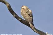 Whistling Kite, Mildura, Victoria, Australia, February 2006 - click for larger image