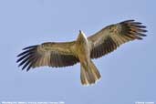 Whistling Kite, Mildura, Victoria, Australia, February 2006 - click for larger image