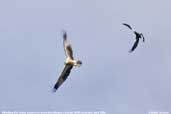 Whistling Kite, Cobargo, NSW, Australia, April 2006 - click for larger image