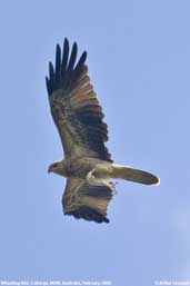 Whistling Kite, Cobargo, NSW, Australia, April 2006 - click for larger image