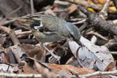 Ashy Robin, Kuranda, Queensland, Australia, November 2010 - click for larger image