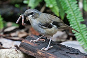 Ashy Robin, Kuranda, Queensland, Australia, November 2010 - click for larger image