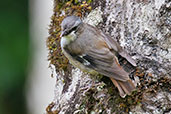 Ashy Robin, Kuranda, Queensland, Australia, November 2010 - click for larger image