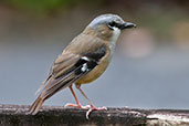 Ashy Robin, Kuranda, Queensland, Australia, November 2010 - click for larger image