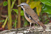 Ashy Robin, Paluma, Queensland, Australia, December 2010 - click for larger image