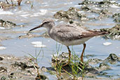 Grey-tailed Tattler, Cairns, Queensland, Australia, November 2010 - click for larger image