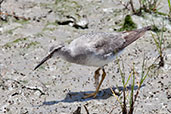 Grey-tailed Tattler, Cairns, Queensland, Australia, November 2010 - click for larger image