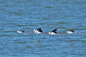 Black-winged Stilt, The Coorong, South Australia, March 2006 - click for larger image