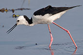 Black-winged Stilt, Kakadu, Northern Territory, Australia, October 2013 - click for larger image