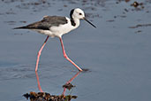 Black-winged Stilt, Kakadu, Northern Territory, Australia, October 2013 - click for larger image