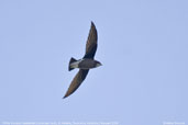 White-throated Needletail, St Helens, Tasmania, Australia, February 2006 - click for larger image