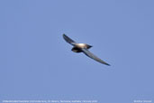 White-throated Needletail, St Helens, Tasmania, Australia, February 2006 - click for larger image