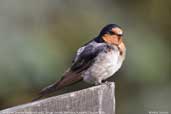 Welcome Swallow, Tahune Airwalk, Tasmania, Australia, February 2006 - click for larger image