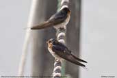 Welcome Swallow, Triabunna, Tasmania, Australia, February 2006 - click for larger image