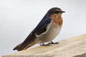 Juvenile Welcome Swallow, Wye Valley, Victoria, Australia, February 2006 - click for larger image