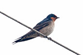 Welcome Swallow, Busselton, Western Australia, October 2013 - click for larger image