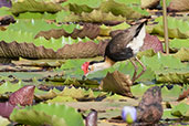 Comb-crested Jacana, Cooktown, Queensland, Australia, November 2010 - click for larger image