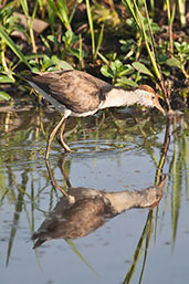 Comb-crested Jacana, Kakadu, Northern Territory, Australia, October 2013 - click for larger image