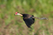 Comb-crested Jacana, Kakadu, Northern Territory, Australia, October 2013 - click for larger image