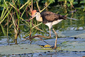 Comb-crested Jacana, Kakadu, Northern Territory, Australia, October 2013 - click for larger image