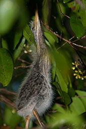 Black Bittern chick, Daintree, Queensland, Australia, November 2010 - click for larger image