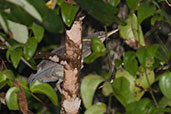 Black Bittern, Daintree, Queensland, Australia, November 2010 - click for larger image