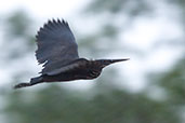 Black Bittern, Daintree, Queensland, Australia, November 2010 - click for larger image