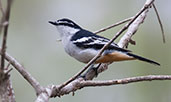 Male Varied Triller, Kuranda, Queensland, November 2010 - click for larger image