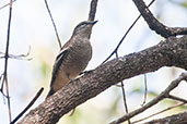 Female Varied Triller, Howard Springs, Northern Territory, October 2013 - click for larger image