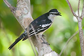 Male Varied Triller, Darwin, Northern Territory, October 2013 - click for larger image