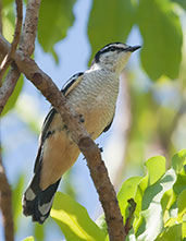 Male Varied Triller, Adelaide River, Northern Territory, October 2013 - click for larger image