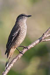 Female Varied Triller, Mary River, Northern Territory, October 2013 - click for larger image