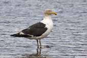 4th year Kelp Gull, Hobart, Tasmania, Australia, February 2006 - click for larger image