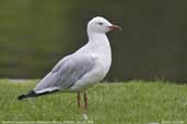 Silver Gull, Melbourne, Victoria, Australia, February 2006 - click for larger image