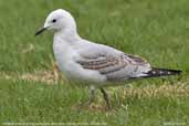 Immature Silver Gull, Melbourne, Victoria, Australia, February 2006 - click for larger image