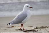 Silver Gull, Dover, Tasmania, Australia, February 2006 - click for larger image