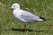 Silver Gull, St. Helens, Tasmania, Australia, February 2006 - click for larger image