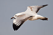 Silver Gull, Darwin, Northern Territory, October 2013 - click for larger image