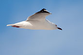 Silver Gull, Cheynes Beach, Western Australia, October 2013 - click for larger image