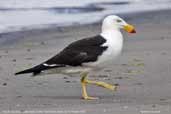 Pacific Gull, Dover, Tasmania, Australia, January 2006 - click for larger image