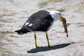 Pacific Gull, St. Helens, Tasmania, Australia, February 2006 - click for larger image